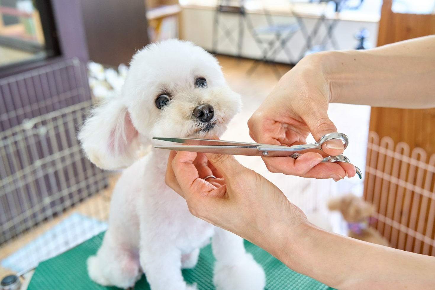 Top Tips for Grooming Your Pet Safely