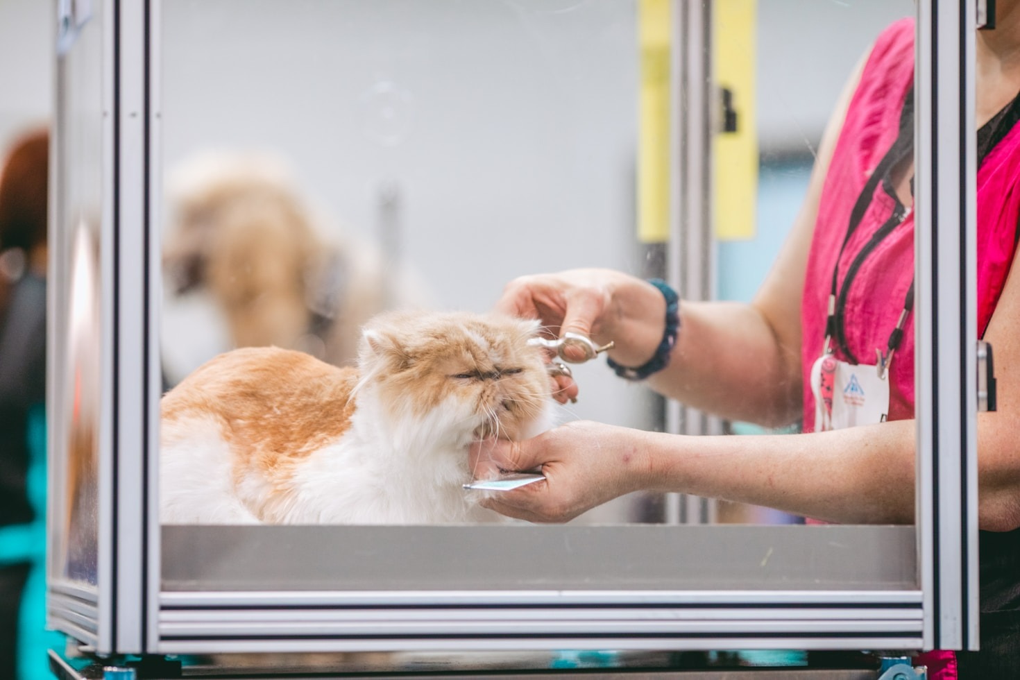 Preparing Your Pet for a Stress-Free Grooming Session