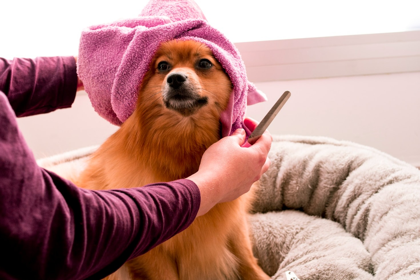 Hygiene Care Essentials Every Pet Owner Should Know